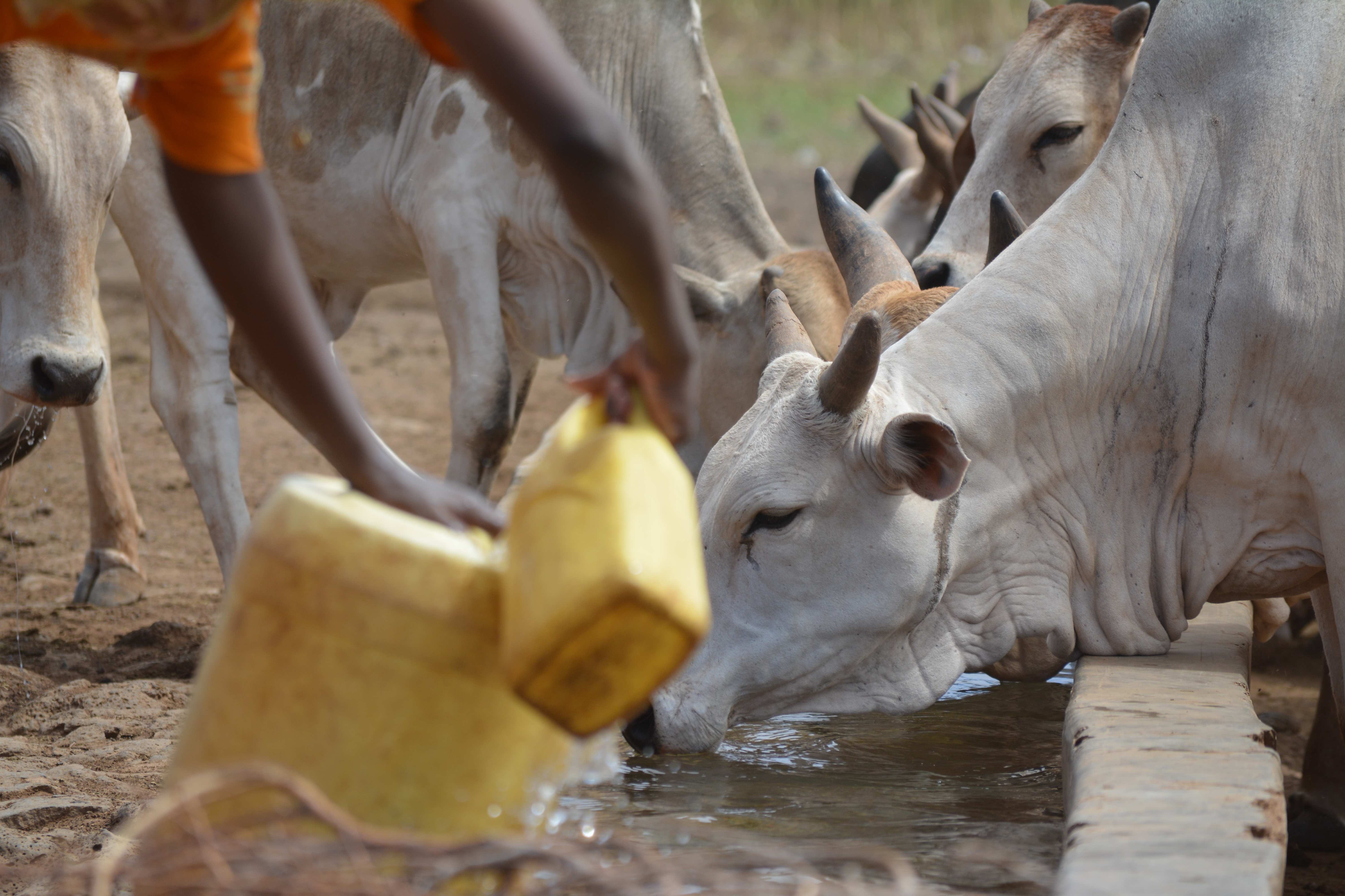 Livestock and Water Access
